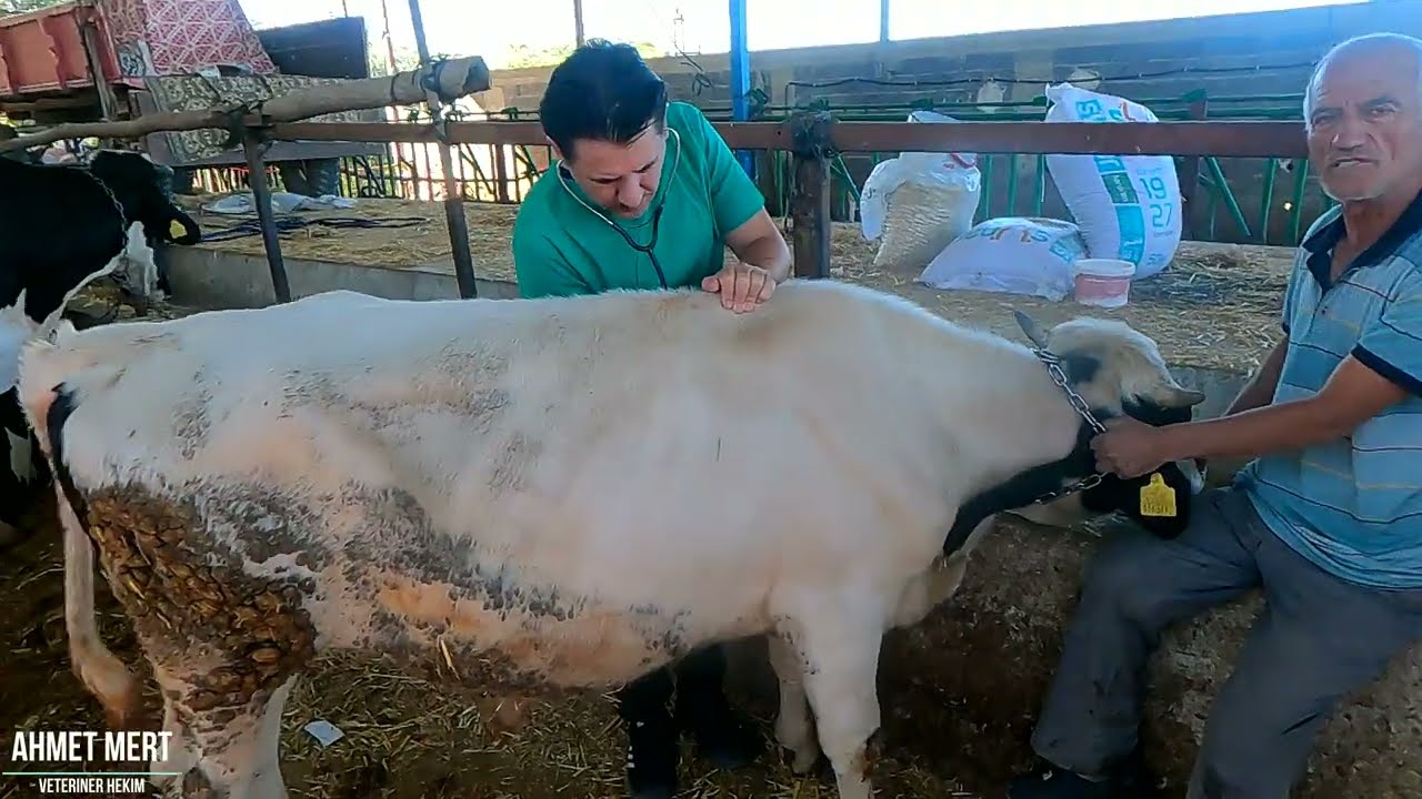 KIŞ GELDİ HASTALIKLAR BAŞLADI / CİĞER HASTALIKLARINA DİKKAT #tarım #hayvancılık #animals #vet