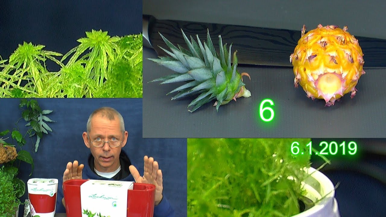 Ananas Ernte im Haus. Die Ananas vermehren durch einen Schopf. Avocado keimt und mehr Moos