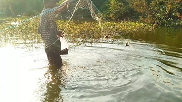 Hết mùa nước nổi giăng lưới toàn cá rô đồng / ký ức miền tây 2019