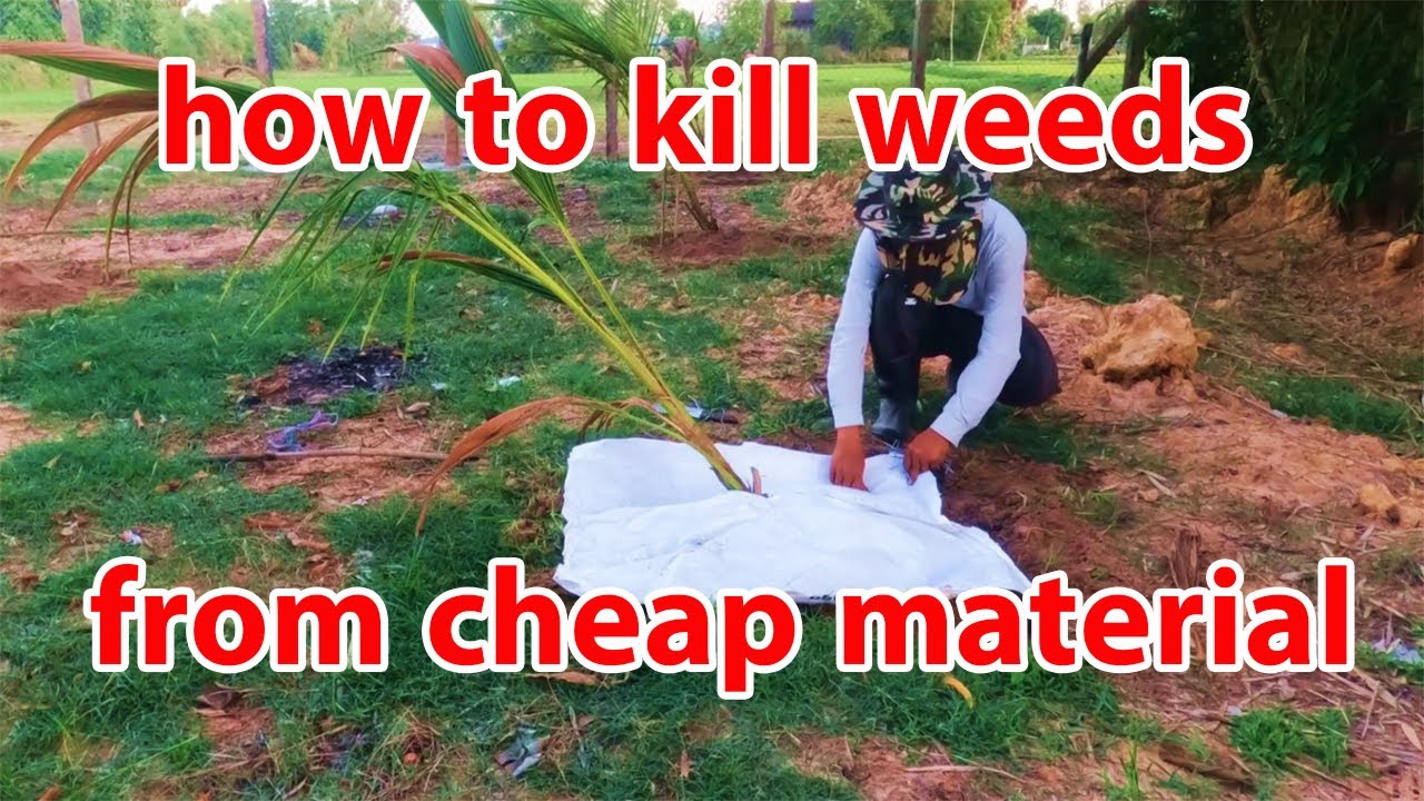 How to Kill Weeds With easy Plastic Sheeting Before Planting country