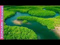10 Selvas mas Increibles en el Mundo