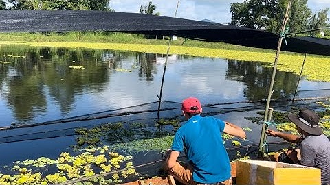 Giao Ốc Giống Cho Khách Hàng Ở Trà Cú - Trà Vinh | Liệt Vlog