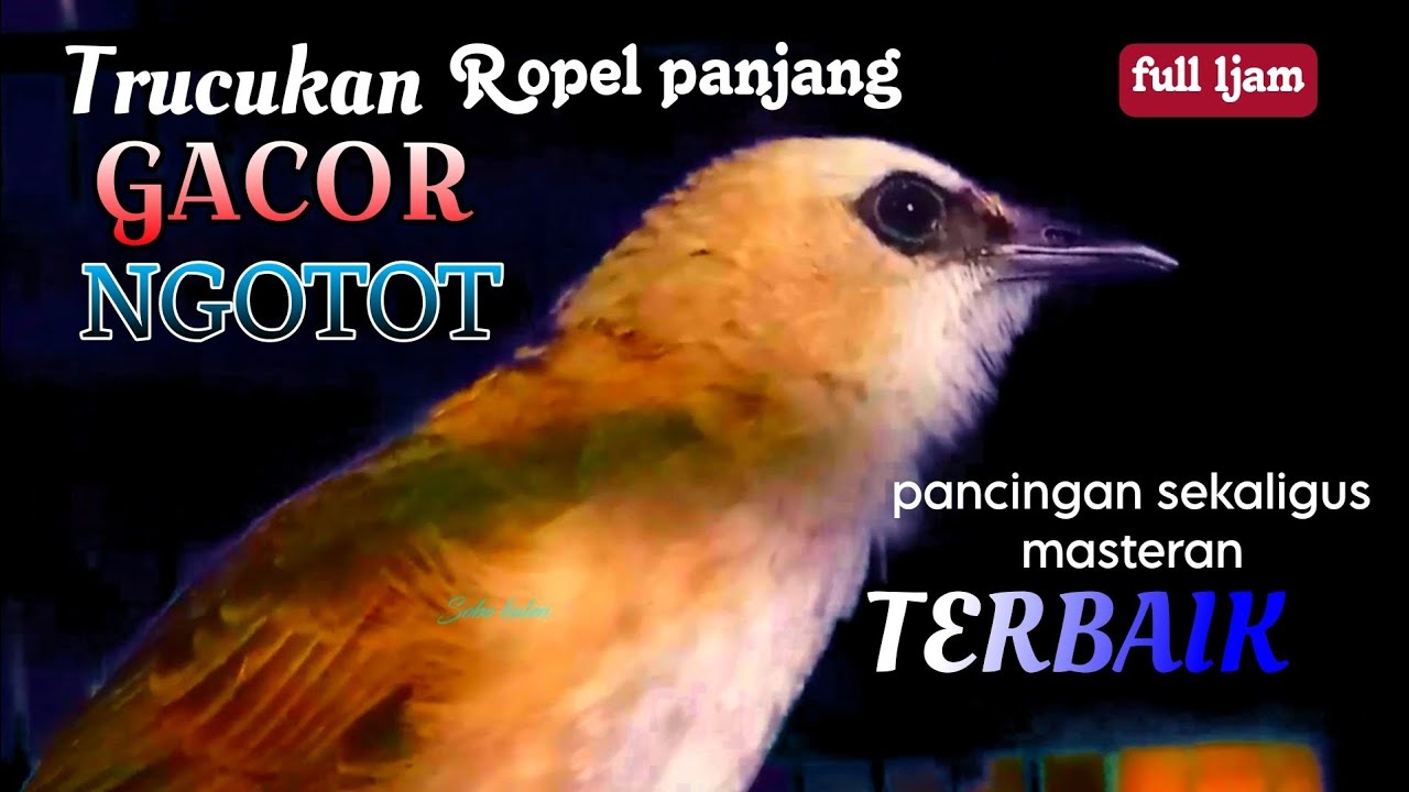 pancingan sekaligus masteran trucukan gacor ngotot ropel panjang TERBAIK sepanjang masa