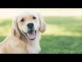 【ペット】優しいゴールデンレトリバーと子犬の癒し映像集