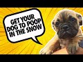How to get your dog to POOP in the snow! How to get your dog to POOP in the snow!
