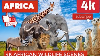 4K African Wildlife and Wildlife 4K Video Ultra HD - Relaxing  Calm Music for Stress Relief