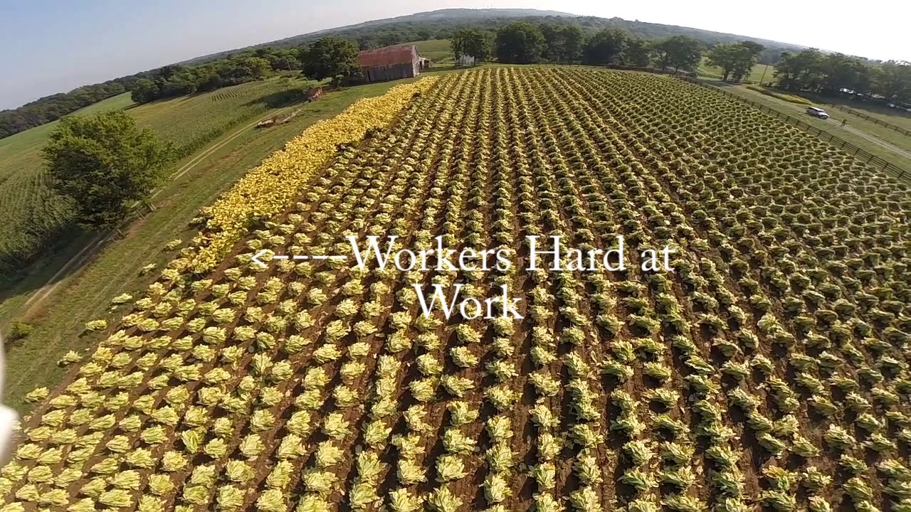 Tobacco Cutting Time at the Webb Farm