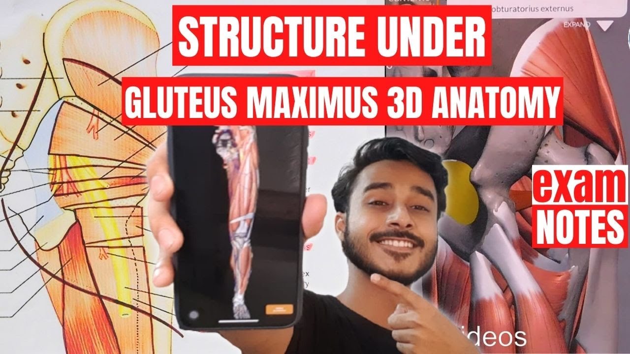 Structure Under Gluteus Maximus Muscle Anatomy | Muscle Of Gluteal Region Anatomy