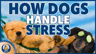 Understanding Emotional Regulation In Dogs To Create Calm #217 #podcast