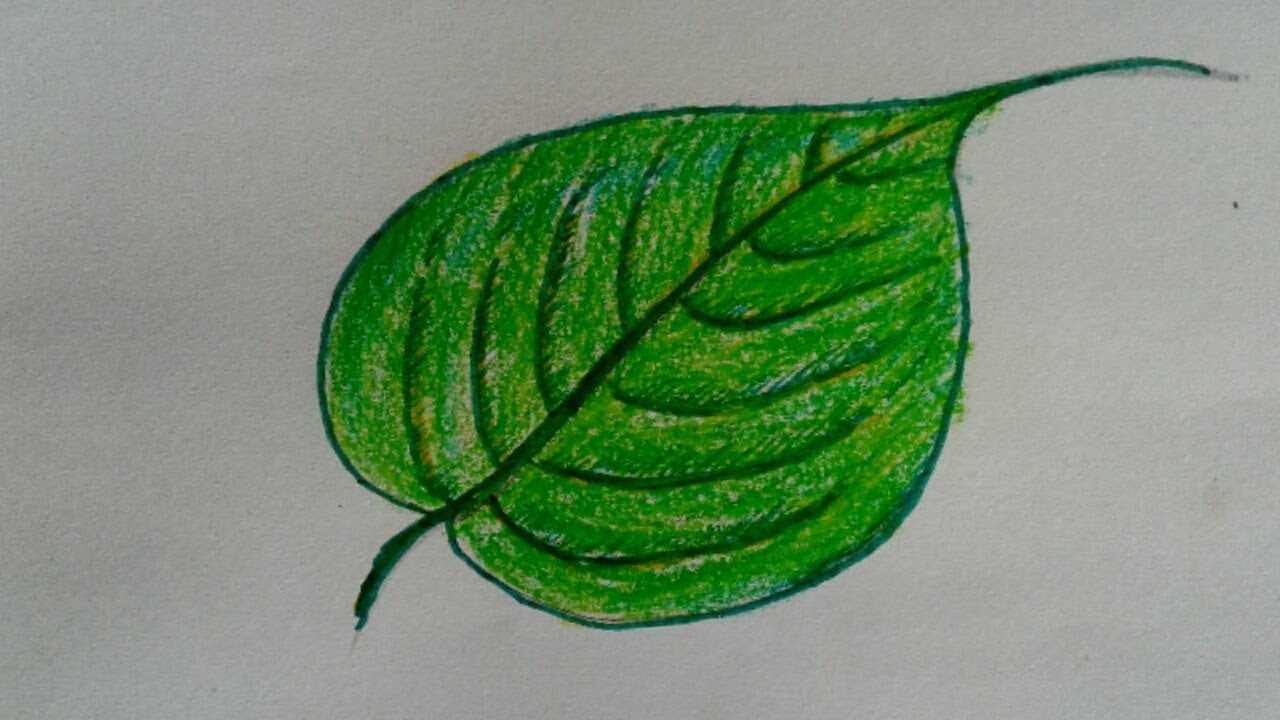 how to draw single pipal leaf || how to draw a leaf step ...