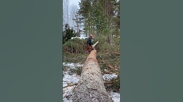 Limbing and bucking a Pinetree  #shorts
