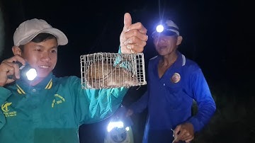 Đặt gặp lúa mới cắt dính toàn Chuột bự đem chiên chấm mắm me.Góc Làng Quê#728