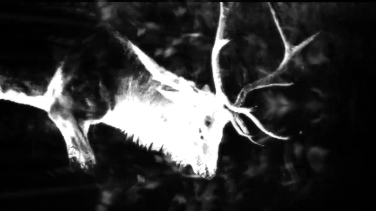 UNCERTAIN "the white elk mother of the sea and moon" (video promo)