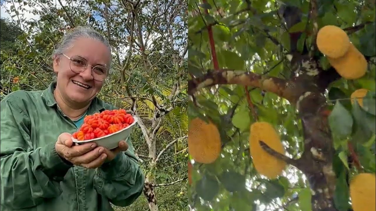 PLANTANDO PUPUNHA, FRUTA IOGURTE E ABIU, ROÇANDO A FRENTE DO SITO!