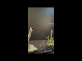 Red eyed frog jumping titles