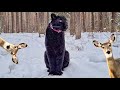 Pantera Luna & rottweiler Venza met a roe deer 🌲 🦌 🌲