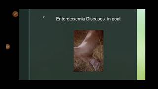 Enterotoxemia in goat