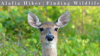 Hiking Barr Hammock Preserve South