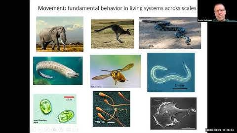 Statistical & Nonlinear Physics Lecture - Prof Dan Goldman