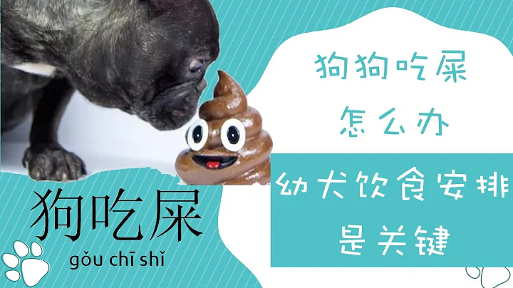 狗狗吃屎怎么办，幼犬饮食安排是关键，如何正确安排幼犬饮食 - 天天要闻