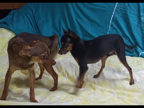 Video: So Organisieren Sie Eine Paarung Eines Toy Terriers Ter