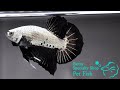 ベタ 熱帯魚 生体 プラカット ブラックドラゴン オス1124