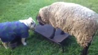 bulldog sheep