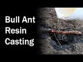 Resin casting of giant brown bull ant nest  brooloo 20180901  first attempt