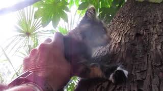 Cute Kitten up in a Arbutus tree