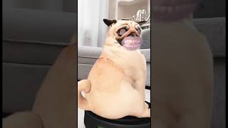 dog funny face video funny cute little face video #cartoon #comedy