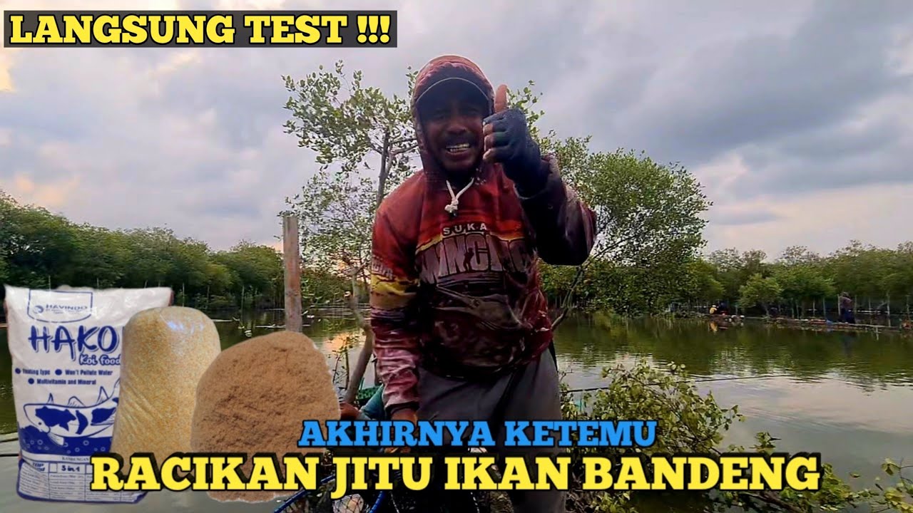 Umpan Ikan Bandeng Tambak Paling Jitu dan Ampuh || Langsung Test !!