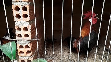 Bán gà rừng rặc, gà mồi giá rẻ nha ae 0339811106 gặp Đạo