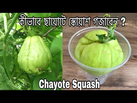 ভিডিও: ছায়োটে