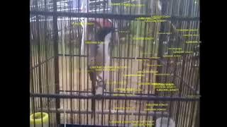 cendet isian gereja ngeri sambung Tengkek buto RE uploud versi panjang