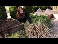 Harvesting Parsnips for the First Time! 🙌👩‍🌾😃// Garden Answer