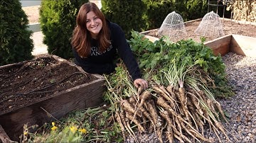 Harvesting Parsnips for the First Time! 🙌👩‍🌾😃// Garden Answer