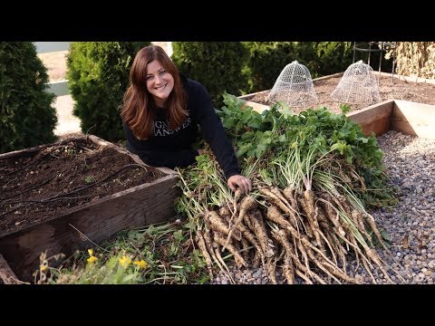 Video: Odla palsternacka i vinterträdgårdar – hur man tar tid på en skörd av palsternacka