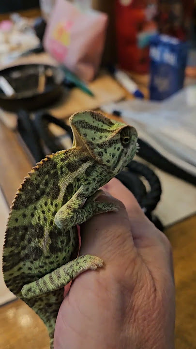 My New Veiled Chameleon 🤗 #chameleon #veiledchameleon #pets #reptiles #reptileenclosure #reptile