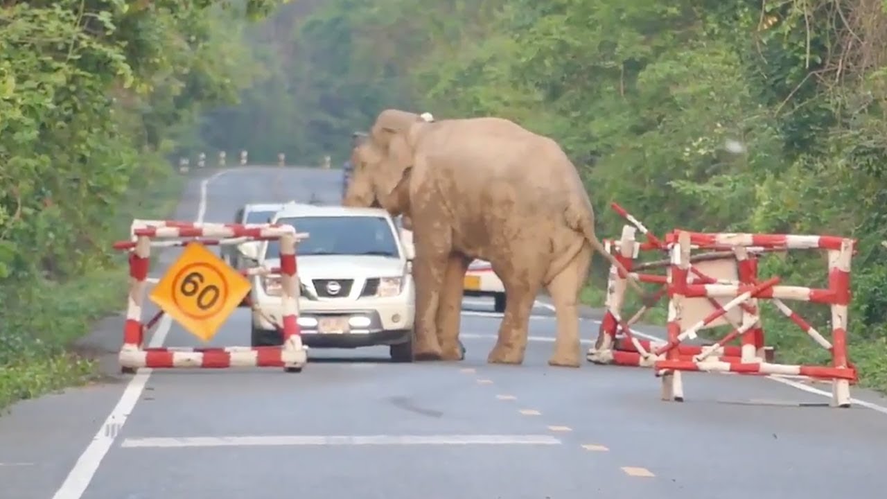 Wild Elephant Stop Pickup Truck To Steal Food At Checkpoint