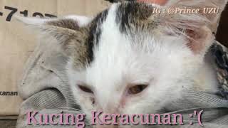 Kucing Keracunan!!! Perawatan pertama jika kucing keracunan, jangan biarkan kesayangan anda mati!!!