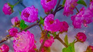 Spring Flowers - When Flowers Bloom - Best Ambient & Instrumental Music. Beautiful Relaxing