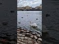 ПРАЖСКИЕ ЛЕБЕДИ | PRAGUE SWANS