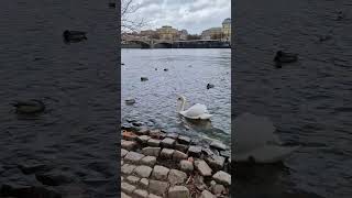 ПРАЖСКИЕ ЛЕБЕДИ | PRAGUE SWANS