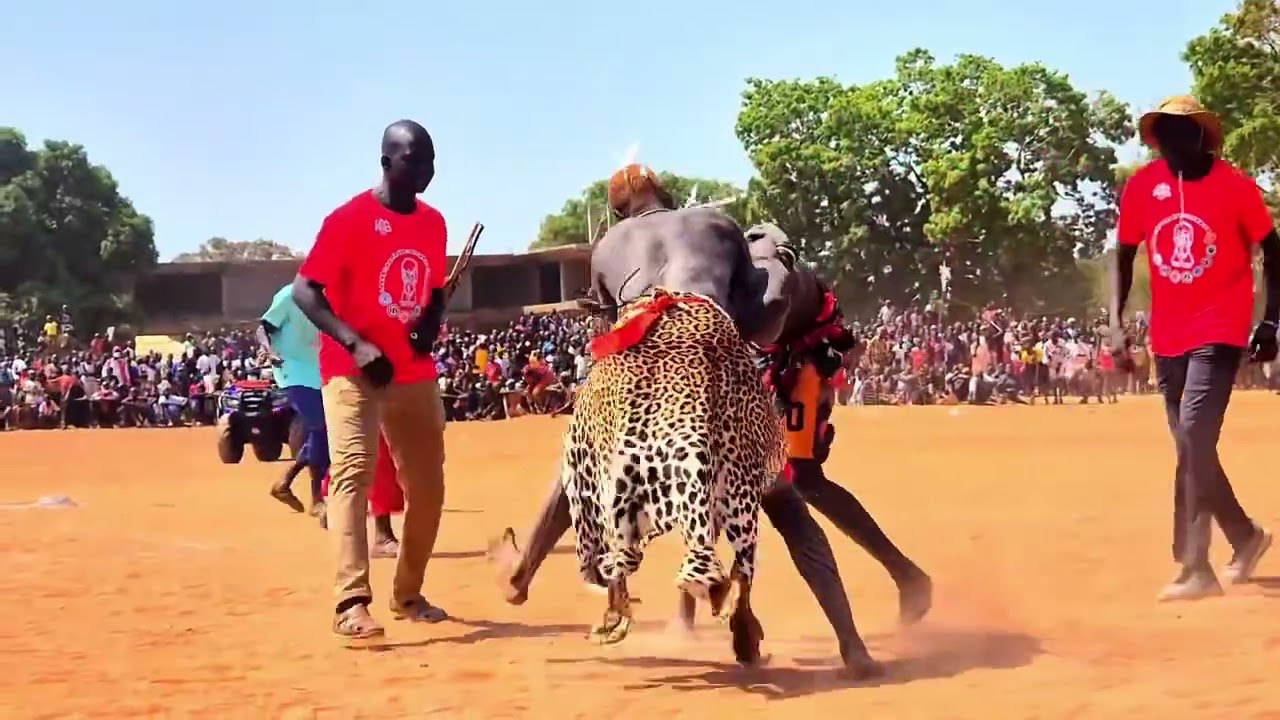 Special wrestling collection for Dec 2025 🇸🇸💪