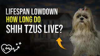 Lifespan Lowdown How Long Do Shih Tzus Live