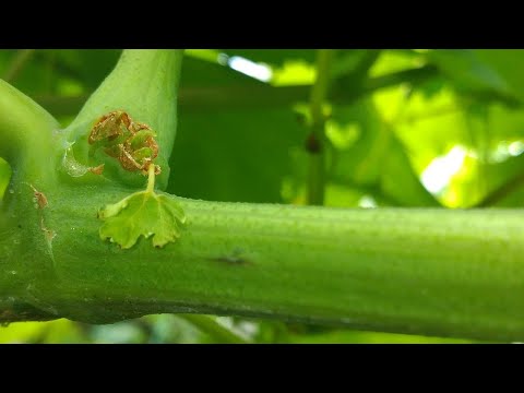 Video: Ácaro de la uva: métodos de control