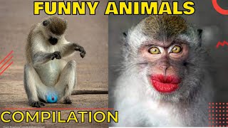 Funny animals life compilation  Funny animal moments