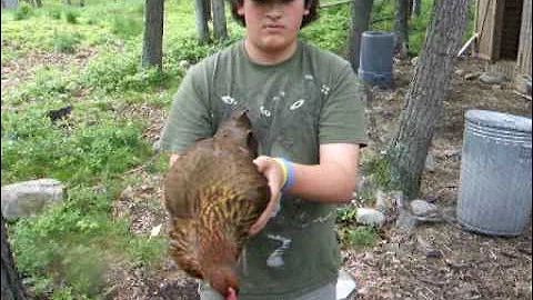 Chicken Head Tracking Debunked