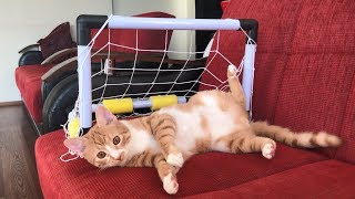 The Goalkeeper Cat And His Best Saves !!