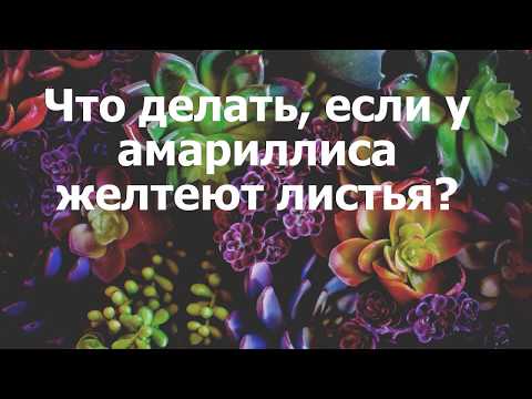 Что делать, если у амариллиса желтеют листья?